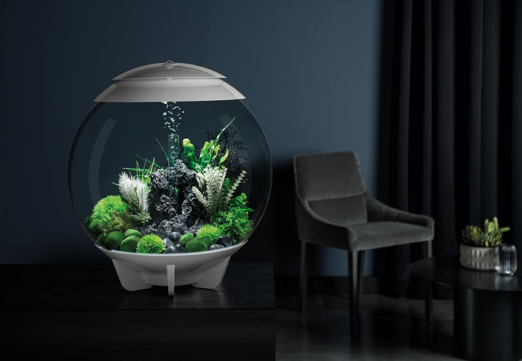 Acquario biOrb LOOP 30 LED, 30 litri - set completo di acquario con sistema  di filtraggio brevettato, vasca in acrilico
