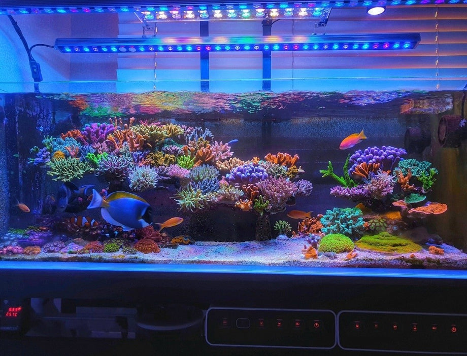 LED OR3 Reef Day Plus – Natura Acquario